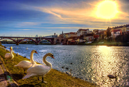 Swans by the riverの写真素材