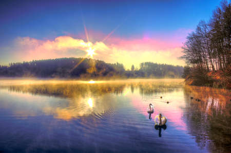Swans and the sunrise