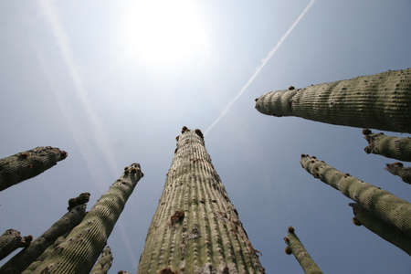 Soaring Cactus against a crystal clear blue sky.の写真素材