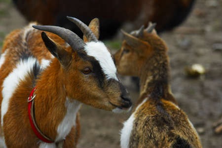 Two  goatsの写真素材