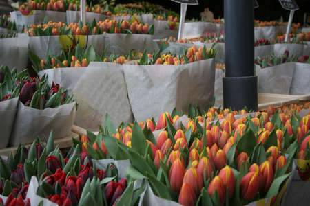 An arrey of colorful tulips for sale in Amsterdam flower market.の写真素材