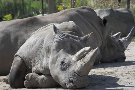 The white Rhinocerosの写真素材