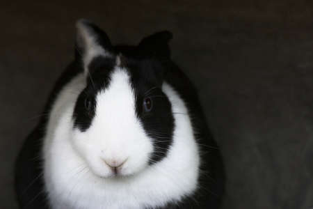 Easter Bunnyの写真素材