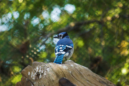 Blue Jay looking awayの写真素材