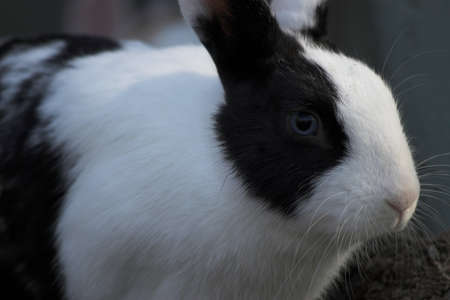Cute Bunny