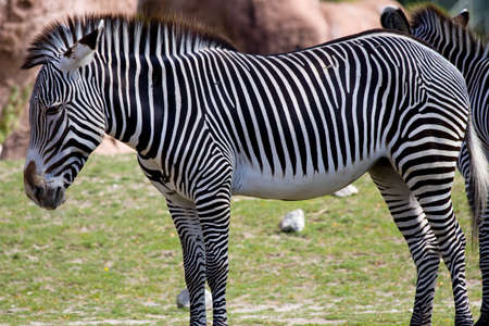 Close up of a Zebraの写真素材