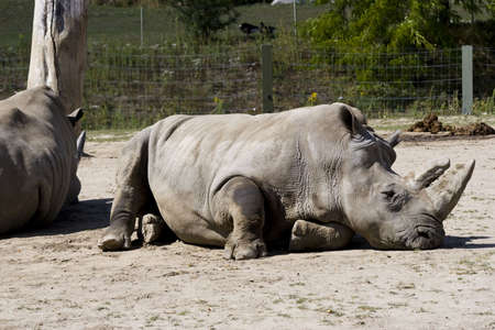 A Rhinoceros resting under the hot sunの写真素材
