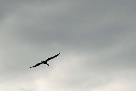 Single common craneの写真素材