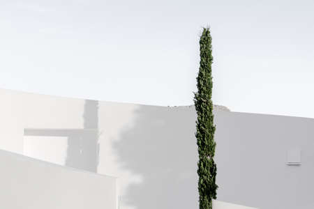 minimalism white wall tree sky backgroundの写真素材