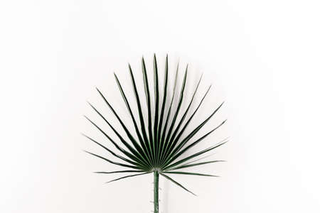 palm leaf white backgroundの写真素材