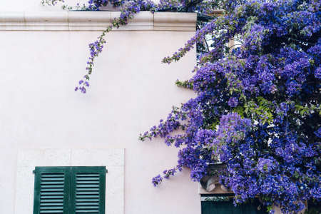 House facade with purple flowersの写真素材