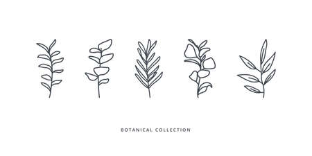 Eucalyptus and abstract leaves collection on white background. Doodles and sketches vector illustration design.のイラスト素材