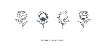 Magnolia and peony collection on white background. Doodles and sketches vector illustration design.のイラスト素材