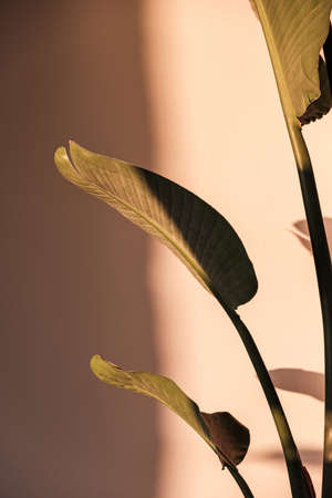 Palm leaf beautiful shadows on the wall. Creative, minimal, styled concept for bloggers.