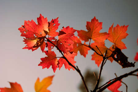 Twig with red leavesの写真素材