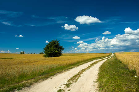 A dirt road through the fields and a lonely tree