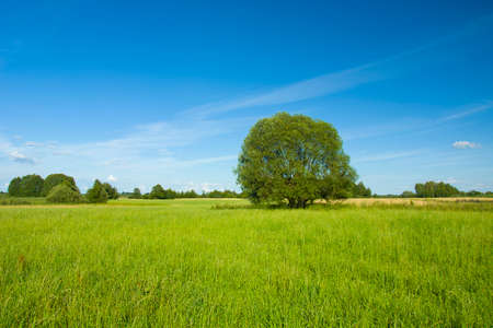 Tree on a meadowの写真素材