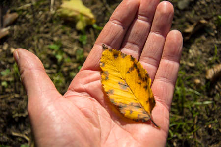 Yellow leaf on palm