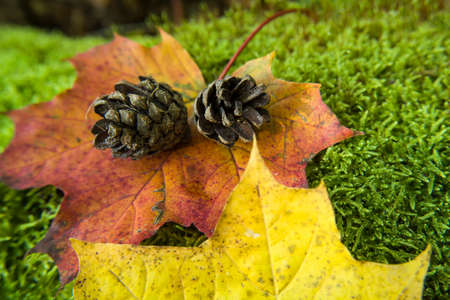 Maple leaves and cones