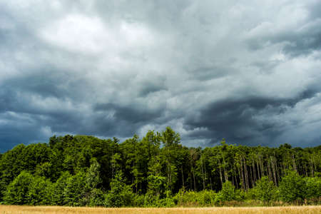Green forest and cloudy skyの写真素材