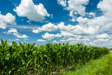 Field of corn and blue skyの写真素材