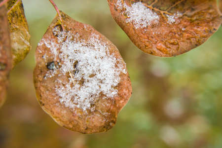 Snow on brown leaves