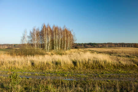 Wet grassy meadow and shrubberyの写真素材