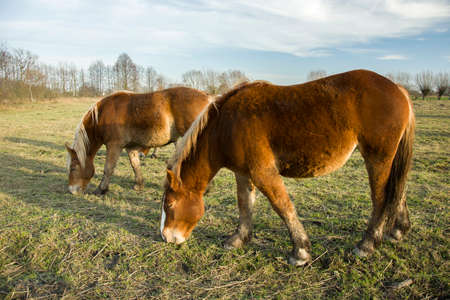 Two horses eating grass in the farmの写真素材