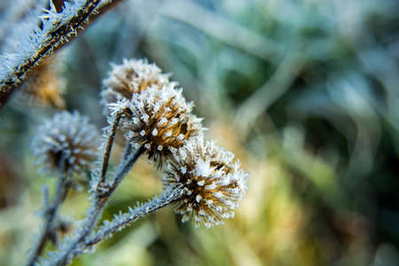 Hoarfrost for burdock