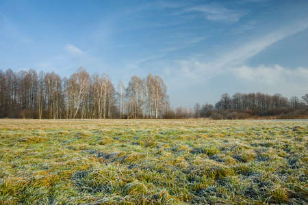 Frosted meadow, forest and blue skyの写真素材