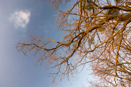Branches without leaves against the skyの写真素材