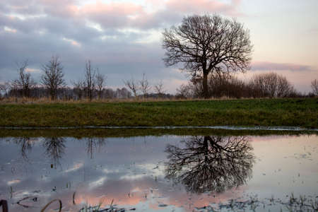 Tree without leaves reflecting in the waterの写真素材