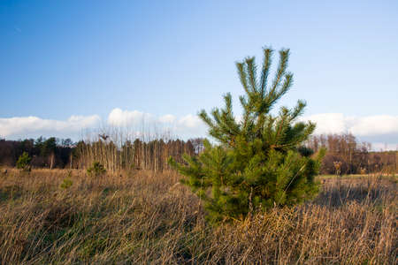 Single young conifer treeの写真素材