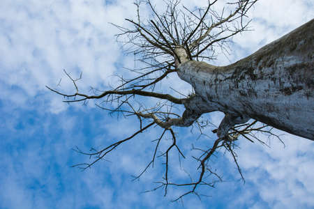 Large dead tree on a background of clouds