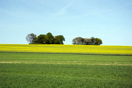 Green meadow, rape field and trees.の写真素材