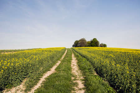 A field road, yellow rape and trees.