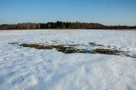 Snow in the field and forestの写真素材