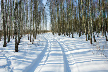 Road through the forest in winterの写真素材
