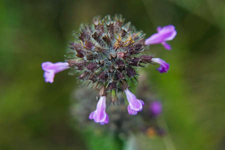 Violet plant with flowersの写真素材