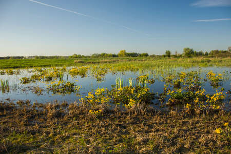 Water in the meadow and blue sky