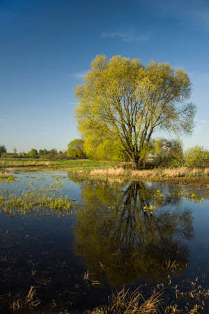 Mirror reflection of tree in waterの写真素材