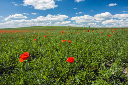 Red poppies in the field and clouds in the blue skyの写真素材