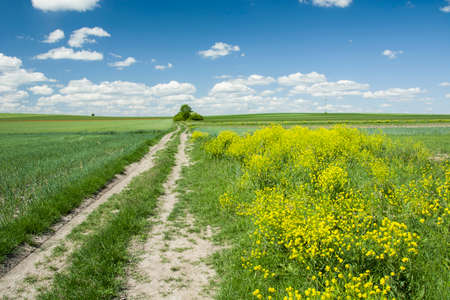 Dirt road and yellow wild flowersの写真素材