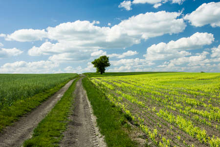 Dirt road and yellow fields