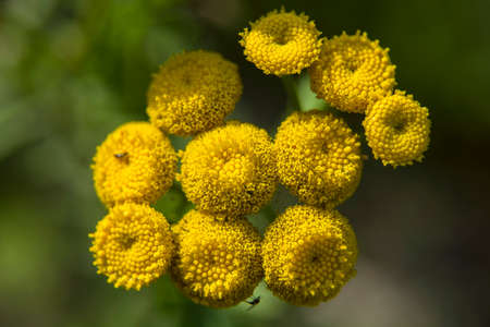 Yellow forest flowersの写真素材