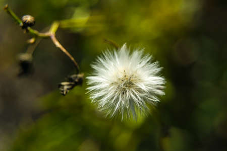 White fluffy dandelion - background