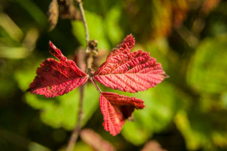 Red leaves closeup - background