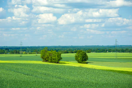 Trees in colored fieldsの写真素材