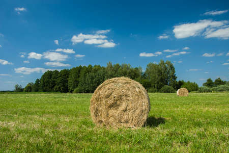 Hay bale in the meadowの写真素材