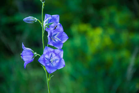 Beauty bells flowersの写真素材